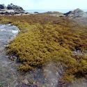 El pèl sauper (Cystoserira mediterrania)és una espècie que indica una bona qualitat ambiental